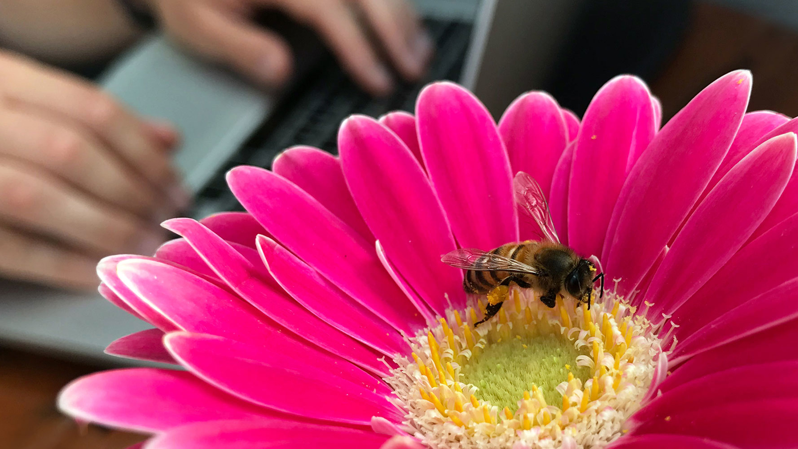 Grote roze bloem waar een bij op zit